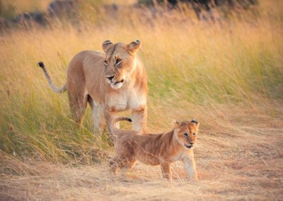 Lions in the savannah