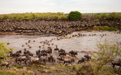 Serengeti