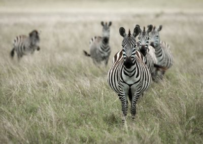 Zebras