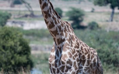 Saadani National Park