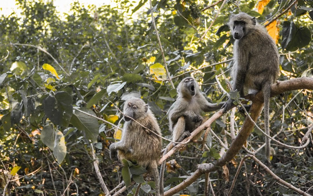 Lake Manyara