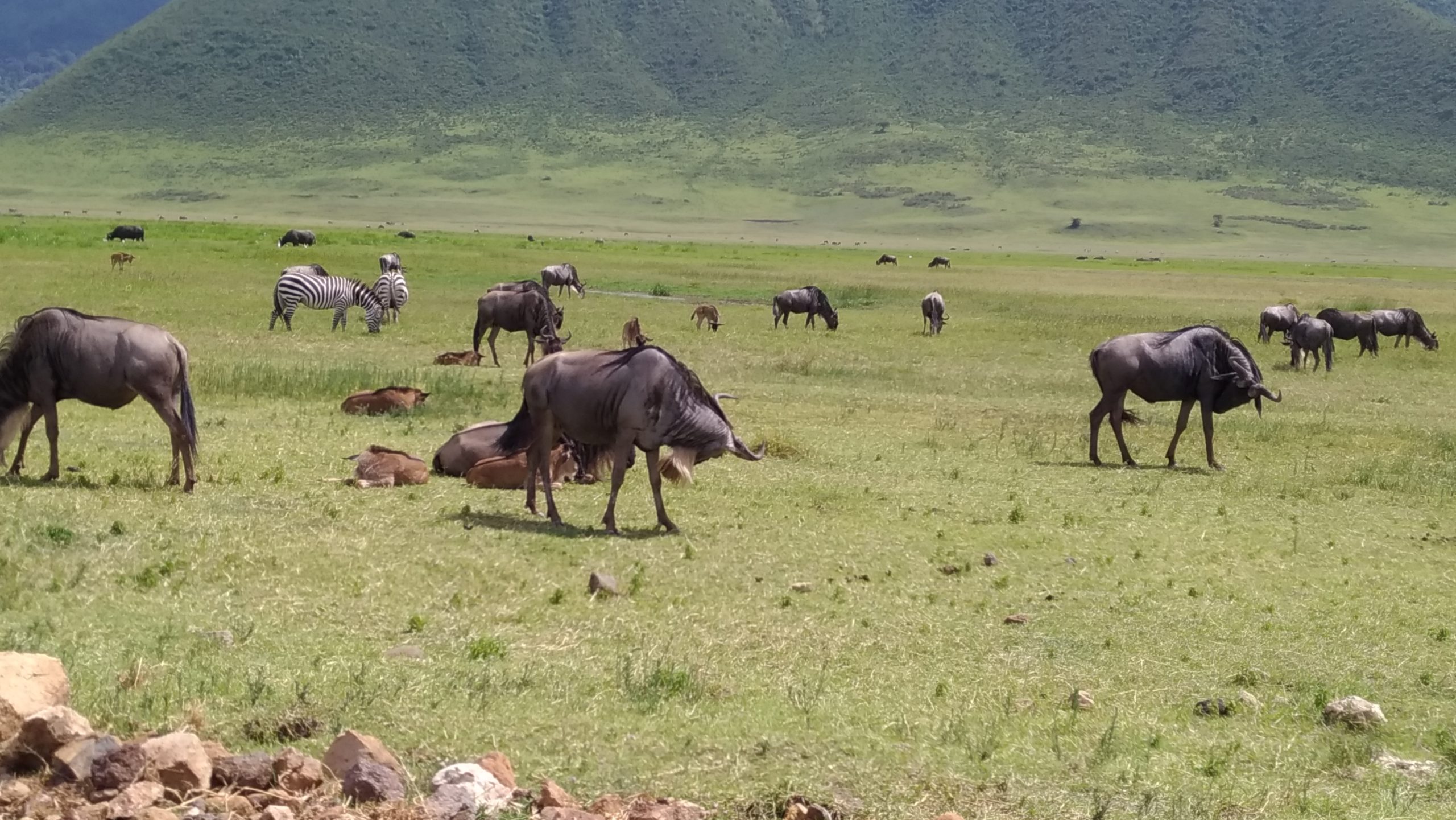 Ngorongoro Crater National Park Safari Tanzania