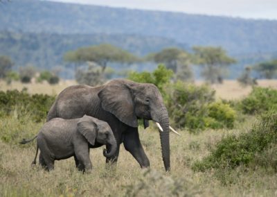 Ruaha National Park, Tanzania, Africa