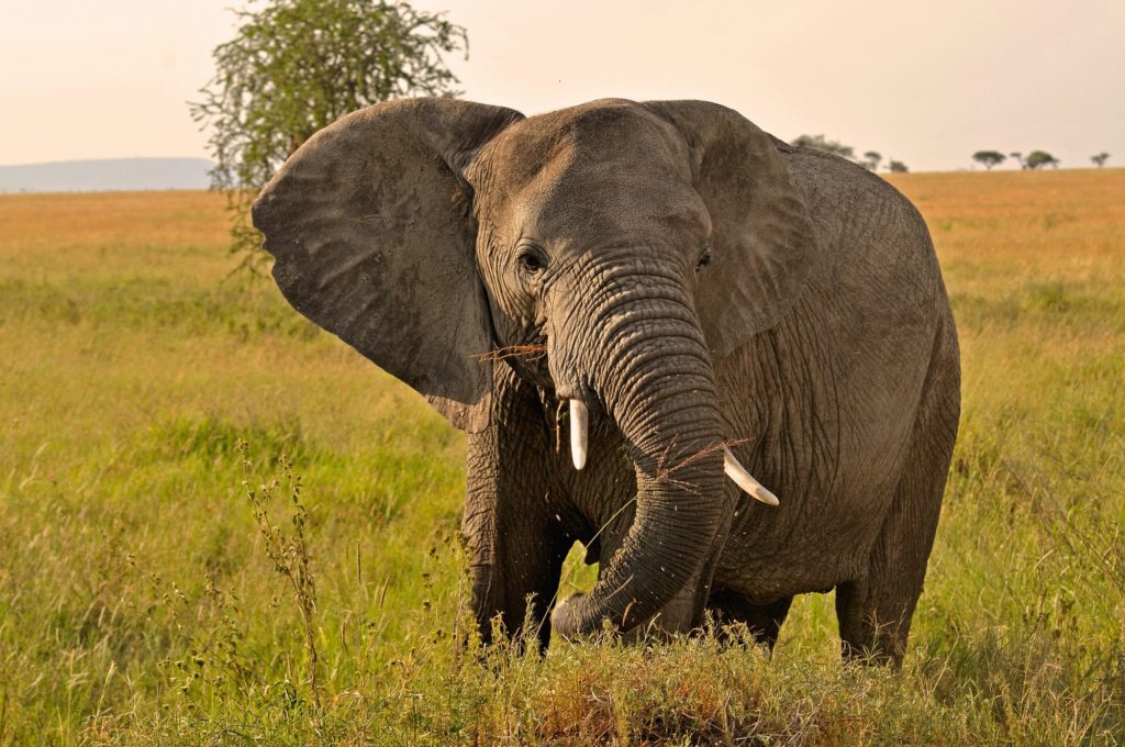 Serengeti np-433